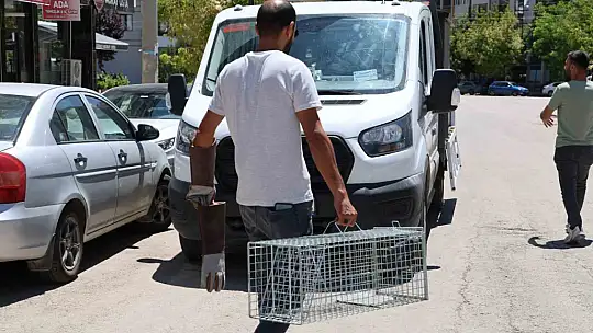 Elazığ'da 'Kübra' diye seslenen papağan bulundu, sahibine ulaşılmaya çalışılıyor