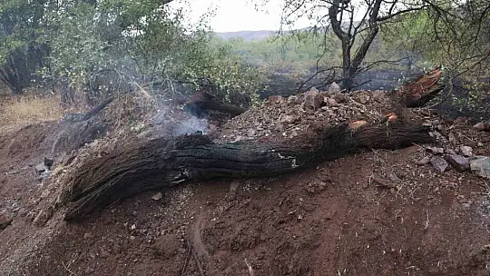Elazığ'da 200 dönüm alan yangında kül oldu