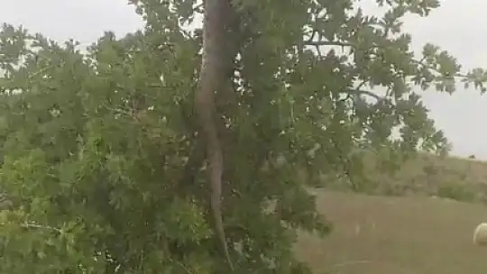 Elazığ'da 3 metrelik dev yılan korkuttu