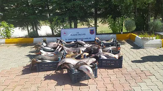 Elazığ'da 6,5 ton kaçak avlanmış balık ele geçirildi