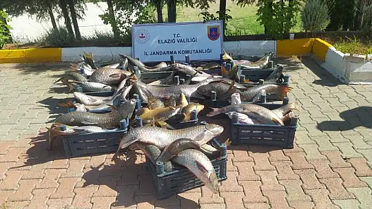 Elazığ'da 6,5 ton kaçak avlanmış balık ele geçirildi