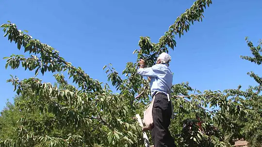 Elazığ'da 7 bin dekar alanda kiraz hasadı sürüyor