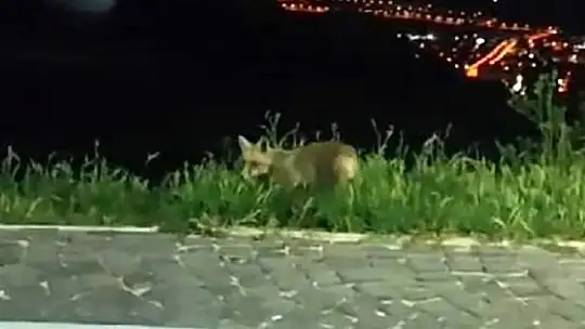 Elazığ'da aç kalan tilkiler şehre indi