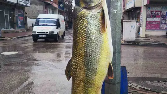 Elazığ'da ağa takılan yaklaşık 2 metrelik dev turna şaşırttı: tam 28 yaşında
