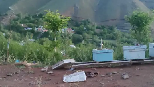 Elazığ'da ayılar arı kovanlarını parçaladı