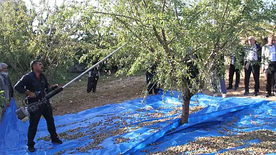 Elazığ'da badem hasadı sürüyor