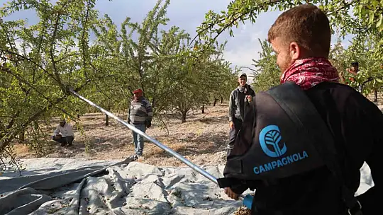 Elazığ'da badem hasadı sürüyor