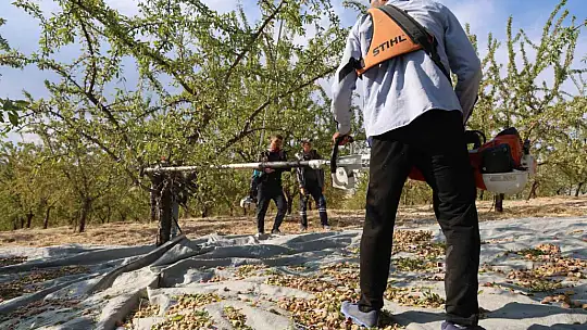 Elazığ'da badem hasadı sürüyor