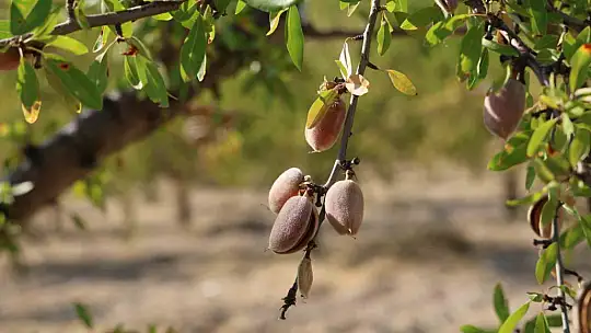 Elazığ'da badem hasadı sürüyor