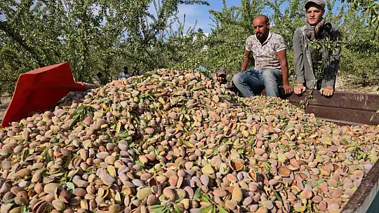 Elazığ'da badem hasadı sürüyor