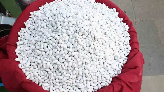 Elazığ'da bademin badem şekerine yolculuğu başladı