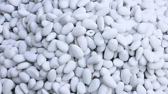 Elazığ'da bademin badem şekerine yolculuğu başladı