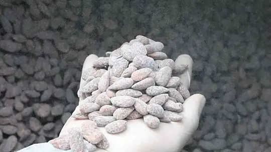 Elazığ'da bademin badem şekerine yolculuğu başladı