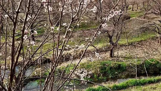 Zamansız çiçek açan badem ağaçları