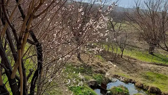 Zamansız çiçek açan badem ağaçları