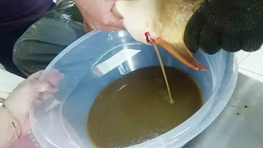 Elazığ'da balık üretim çalışmaları sürüyor