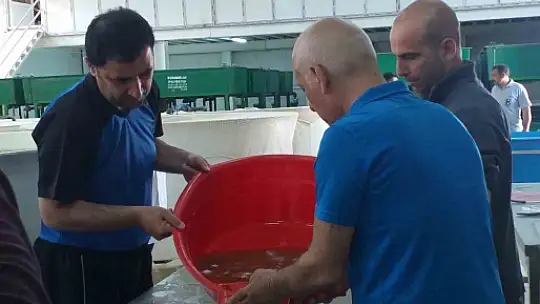 Elazığ'da balık üretim çalışmaları sürüyor