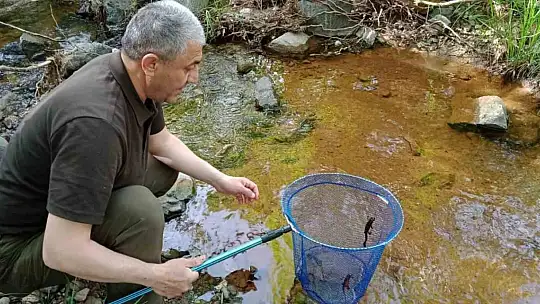 Elazığ'da benekli semender izleme çalışması yapıldı