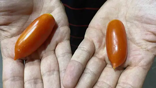 Elazığ'da biber görünümlü domatesler ilgi görüyor