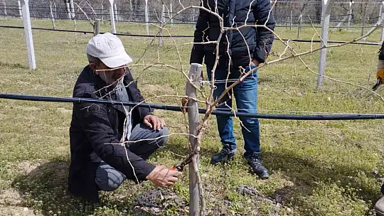 Elazığ'da çiftçilere bağ budama eğitimi