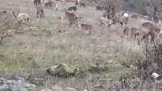 Elazığ'da dağ keçileri görüldü