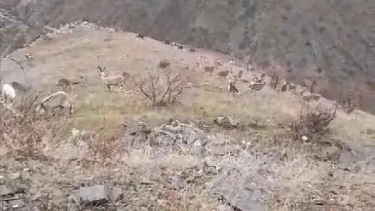 Elazığ'da dağ keçileri görüldü