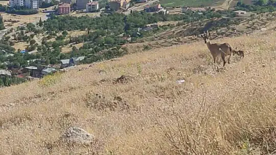 Elazığ'da dağ keçileri görüldü