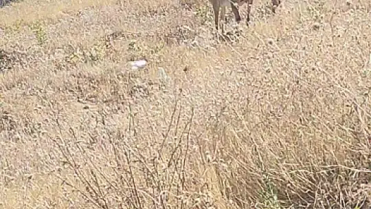 Elazığ'da dağ keçileri görüldü