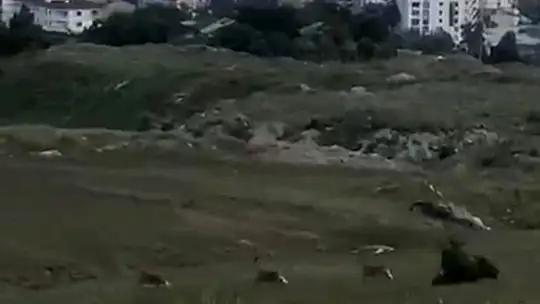Elazığ'da dağ keçileri şehir merkezine indi