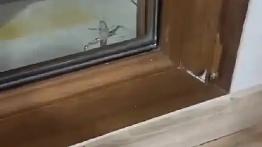 Elazığ'da dev etçil çekirge görüntülendi