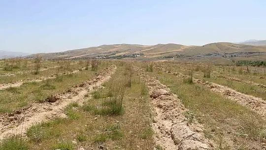 Elazığ'da dikimi yapılan 'Amerikan Tuz Çalısı' başarılı oldu