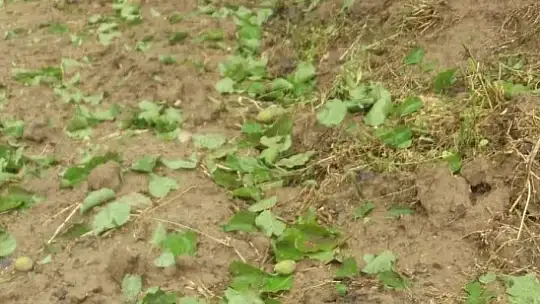 Elazığ'da dolu yağışı sonrası kayısı bahçeleri zarar gördü