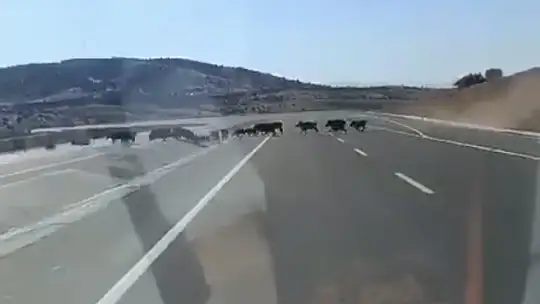 Elazığ'da domuz sürüsü görüntülendi
