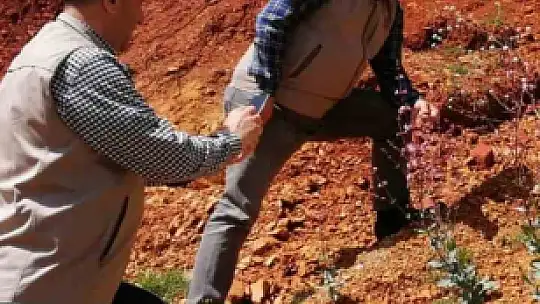 Elazığ'da düğmeli çöven bitkisi izleme çalışması yapıldı