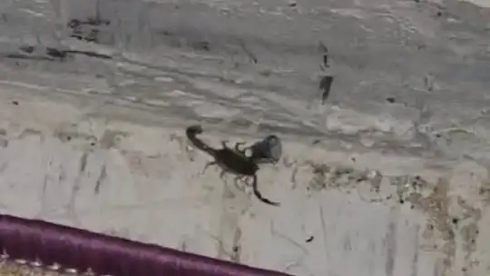Elazığ'da evde görülen akrep paniğe neden oldu