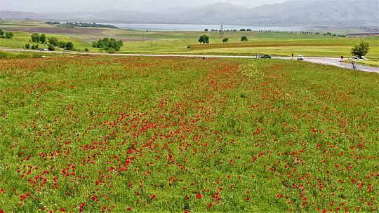 Elazığ'da gelincikler tarlaları kırmızıya boyadı