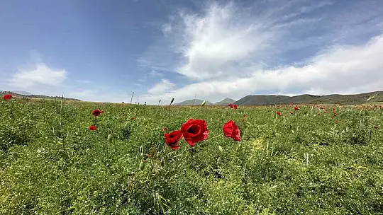 Elazığ'da gelincikler tarlaları kırmızıya boyadı