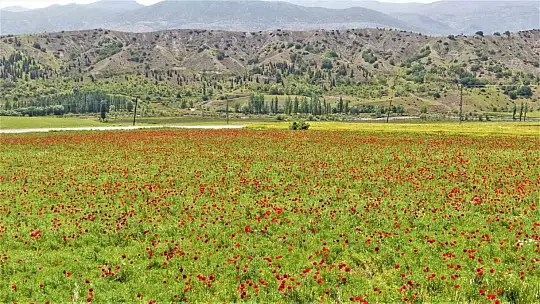 Elazığ'da gelincikler tarlaları kırmızıya boyadı