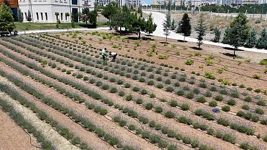 Elazığ'da gençlerden lavanta yatırımı: 3 yılda 1,5 ton hasat başarısı
