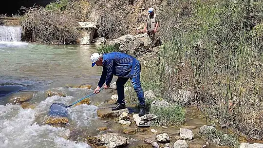 Elazığ'da Hazar İnci ve Siraz Balığı izleme çalışması yapıldı