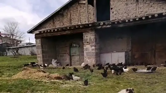 Elazığ'da hırsızlar kümesten 60 tavuk ve 2 kangal yavrusu çaldı, 11 tavuğu da telef etti