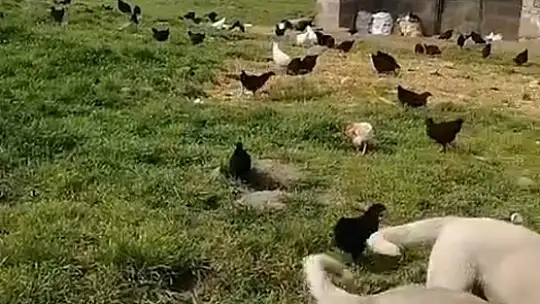 Elazığ'da hırsızlar kümesten 60 tavuk ve 2 kangal yavrusu çaldı, 11 tavuğu da telef etti