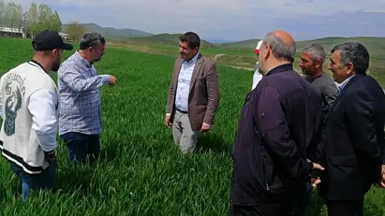 Elazığ'da hububat alanlarında süne incelemesi yapıldı