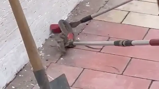 Elazığ'da kaldırımda yılan paniği