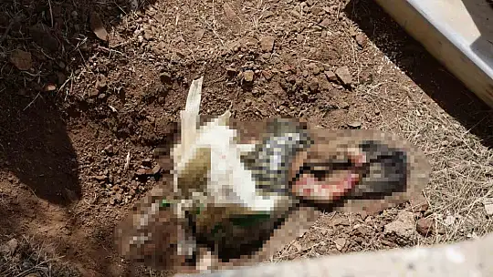 Elazığ'da kan donduran olay: Poşete sarılı bebek cesedi bulundu