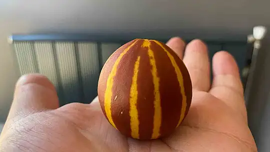 Elazığ'da kavunun küçüklüğü şaşırttı