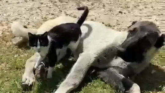 Elazığ'da kedi ile kangalın dostluğu tebessüm ettirdi