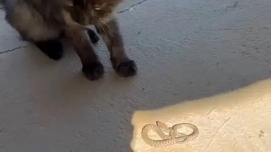 Elazığ'da kedi ile yılanın kavgası kamerada