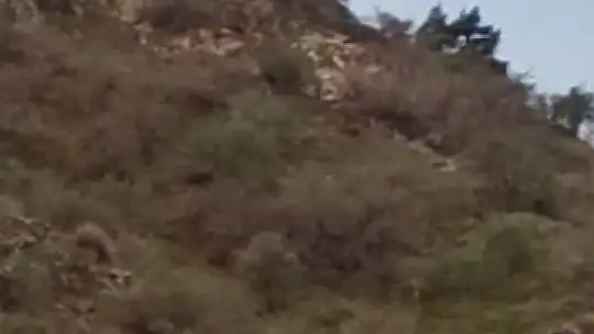 Elazığ'da kış uykusundan uyanan bozayılar kameralara yansıdı
