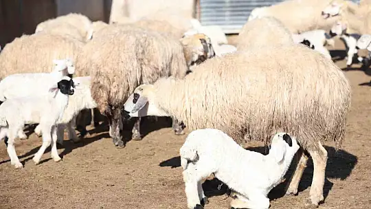 Elazığ'da koyun ve kuzuların coşkulu buluşması